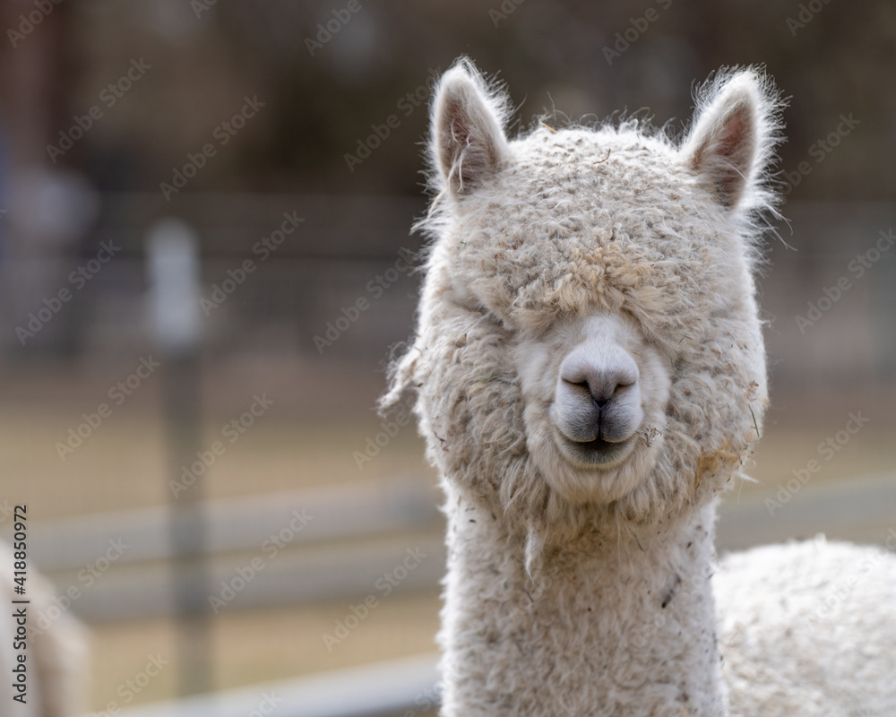 Obraz premium Alpacas on a Farm