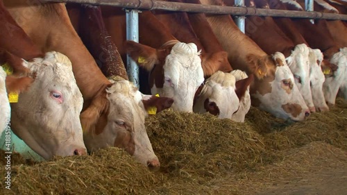 cow eat farm
