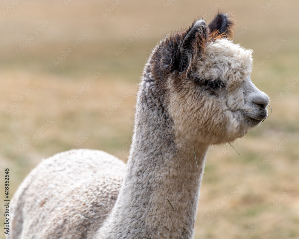 Obraz premium Alpacas on a Farm