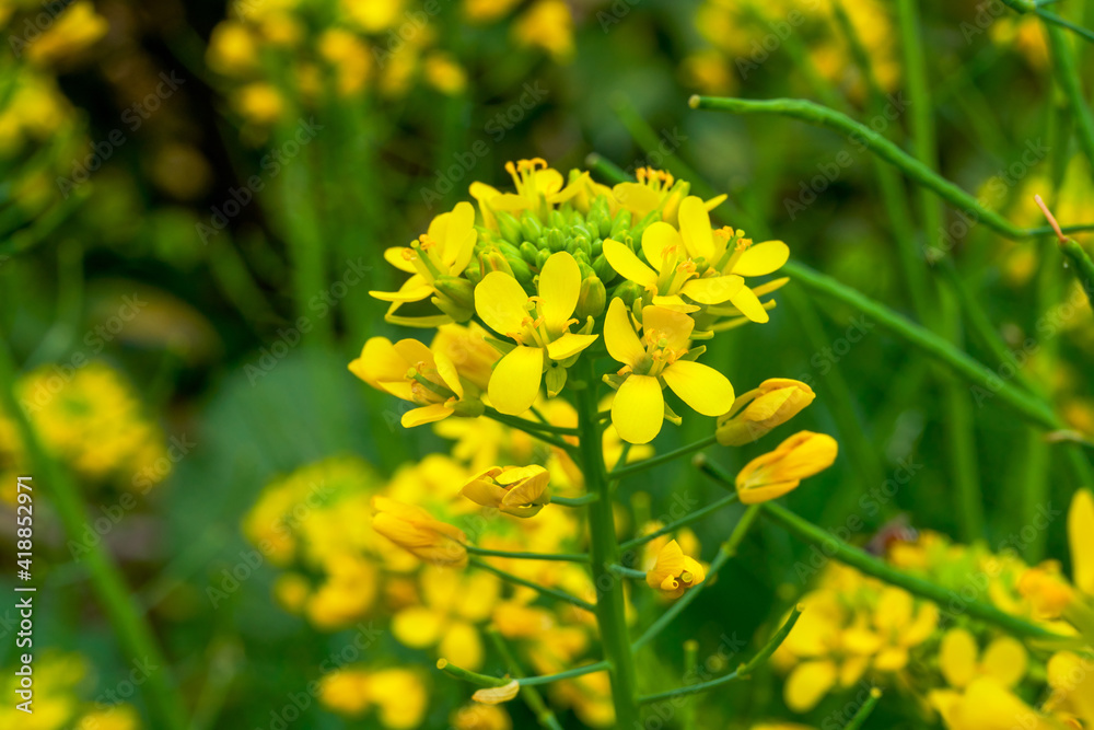 Golden lush blooming rapeseed, bees are collecting nectar Golden lush blooming rapeseed, bees are collecting nectar
