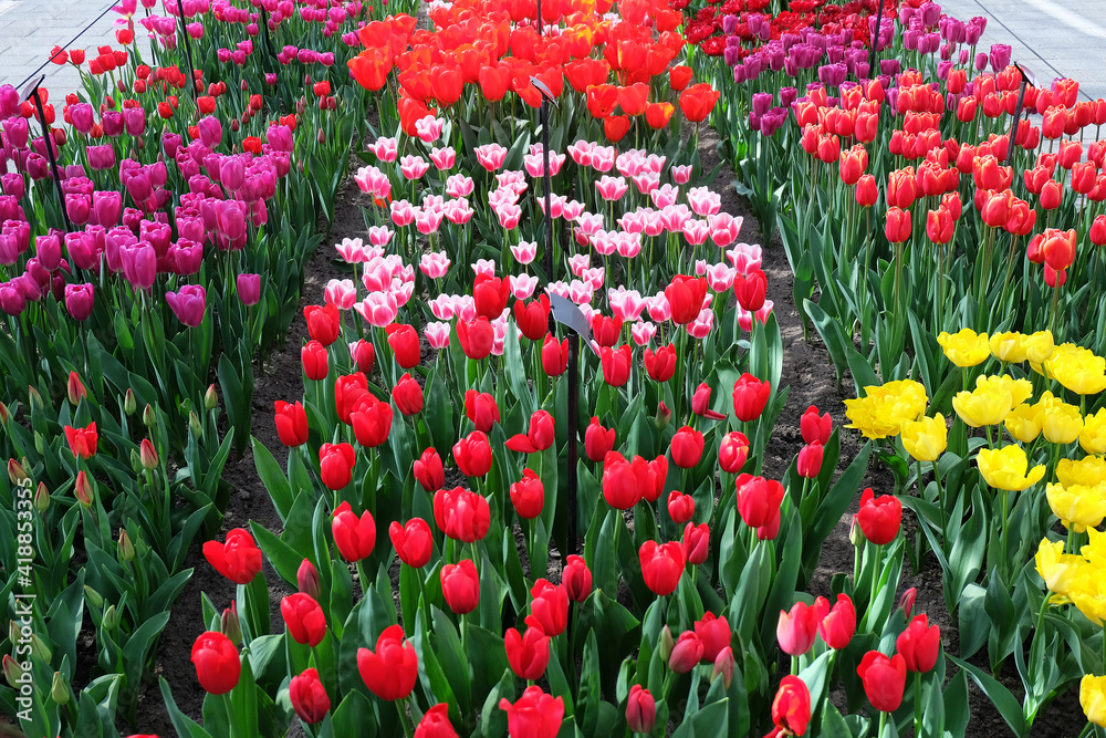 Colorful Tulip flowers garden at Keukenhof the garden of Europe located in Lisse, Netherlands Colorful Tulip flowers garden at Keukenhof the garden of Europe located in Lisse, Netherlands