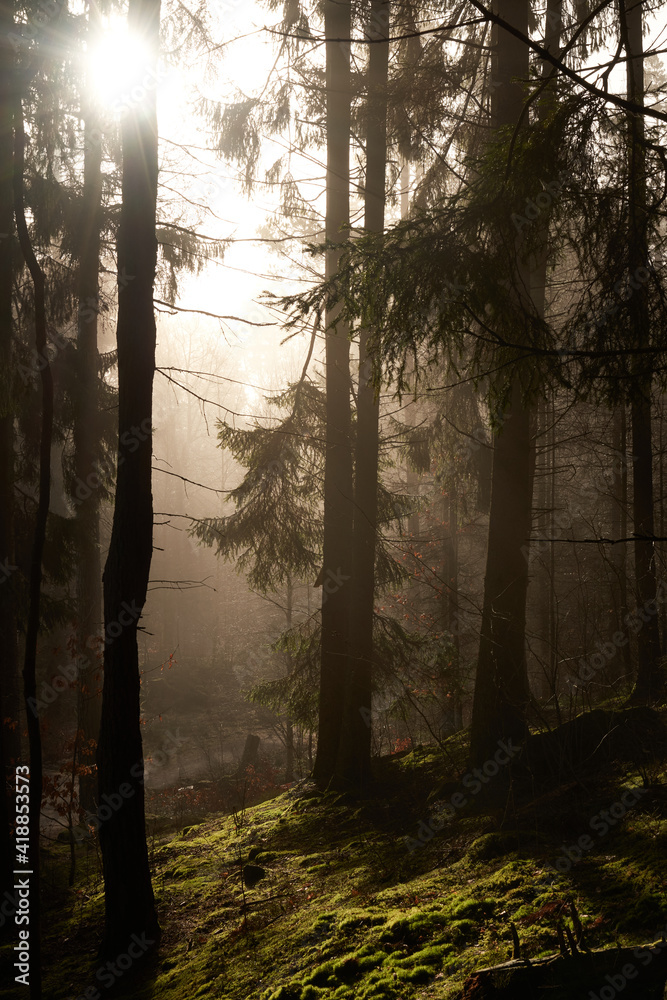 Mist in morning light creating a mystic atmosphere and shadows in a forest of firs, pine trees and moss. Mist in morning light creating a mystic atmosphere and shadows in a forest of firs, pine trees and moss.