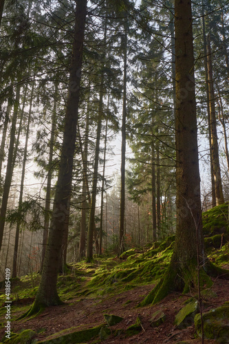 Mist in morning light creating a mystic atmosphere and shadows in a forest of firs, pine trees and moss.