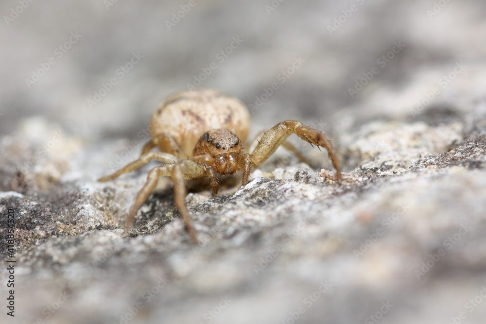 Ozptila is a thomisidae spider