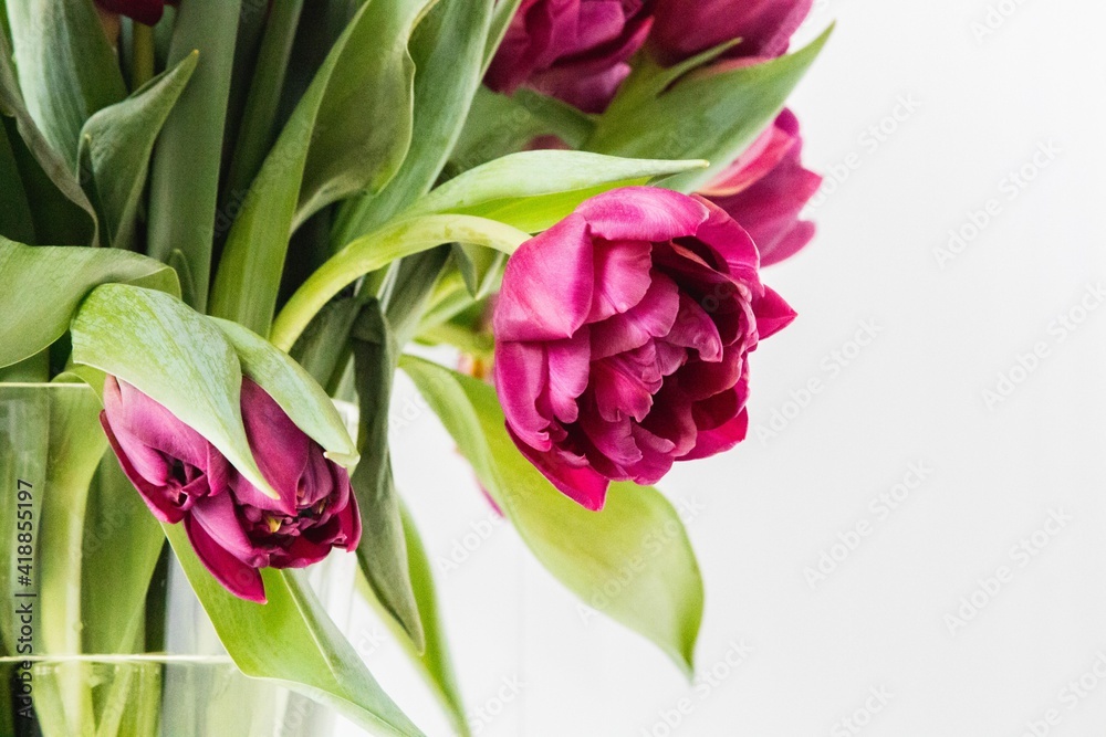 Spring flowers violet tulips Spring flowers violet tulips