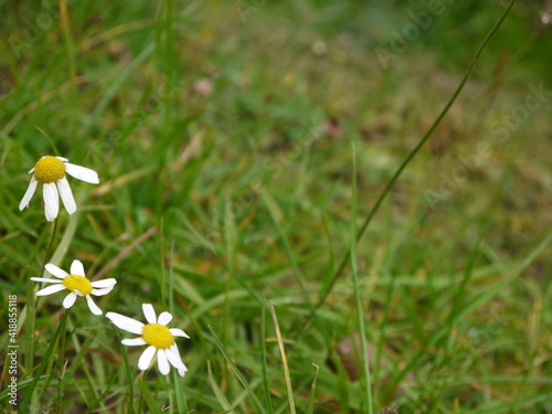 white and yellow flowers