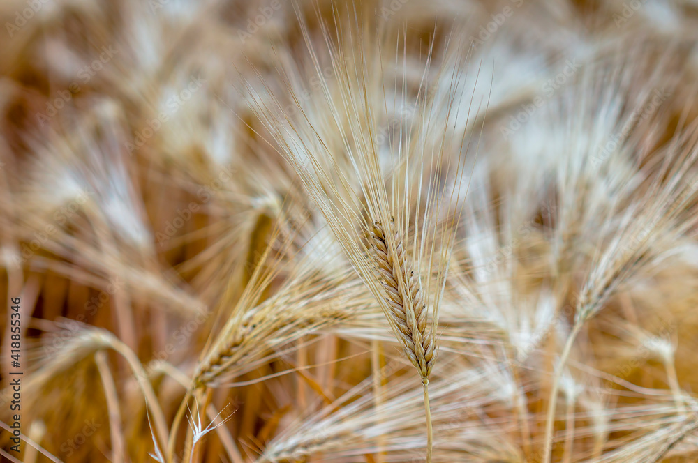 golden ears of barley in a field golden ears of barley in a field