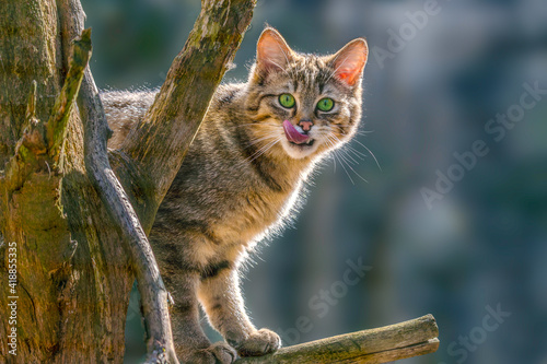 Wallpaper Mural portrait of a cute cat while relaxing Torontodigital.ca