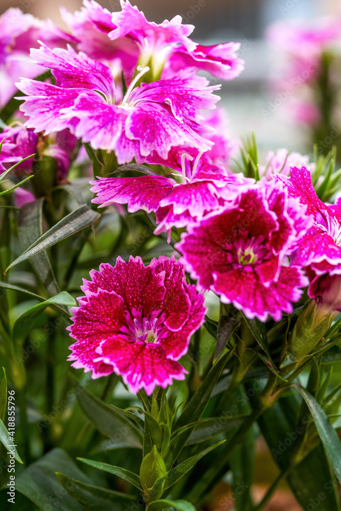 Fototapeta premium A lush blooming beautiful dianthus flower