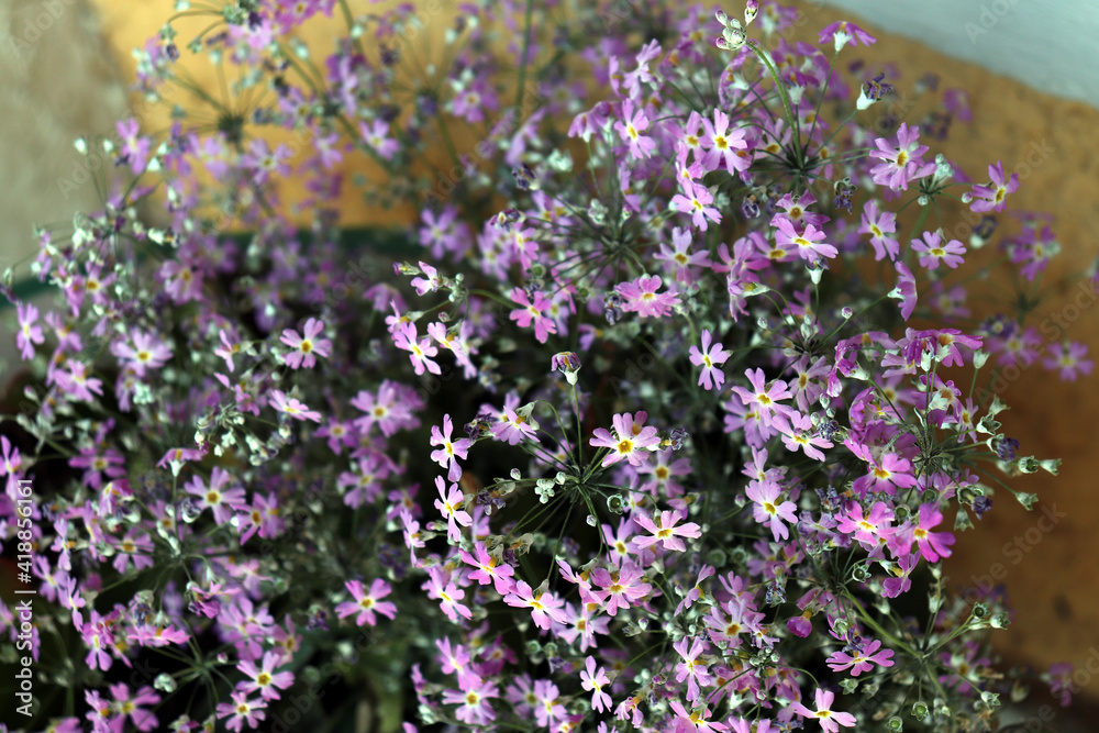 Obraz premium lavender flowers in the garden