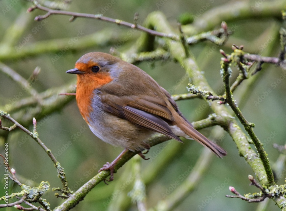 Fototapeta premium Robin