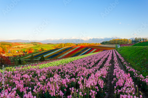 Panoramic Flower Gardens hill in Biei, Hokkaido,Japan.