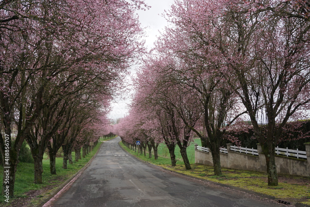 Obraz premium country road lined up with blooming pink cherry trees