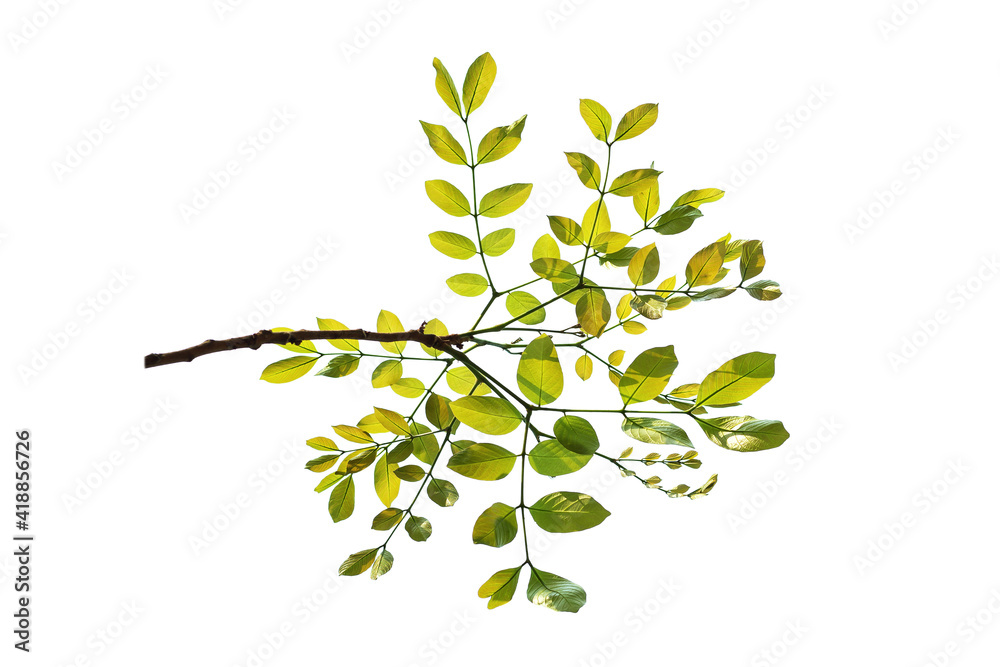 Twigs with beautiful green leaves isolated on a white background. Twigs with beautiful green leaves isolated on a white background.