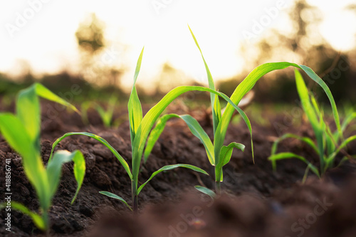 Corn grown on farmer's farms is growing. There is a mild sunlight in the evening.