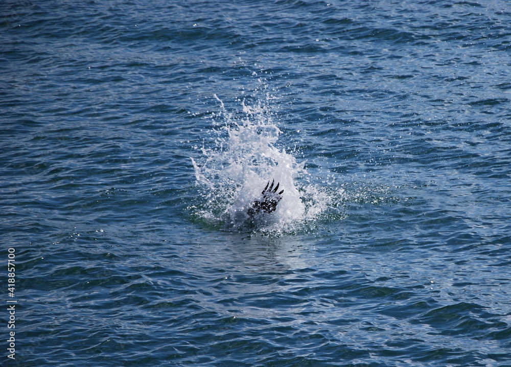 Landender Pelikan am Strand von Naples, Florida