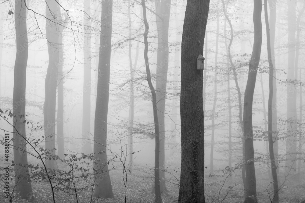 Obraz premium Novemberwald