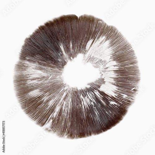 Obraz na plátně Agaricus mushroom spore print isolated on white background