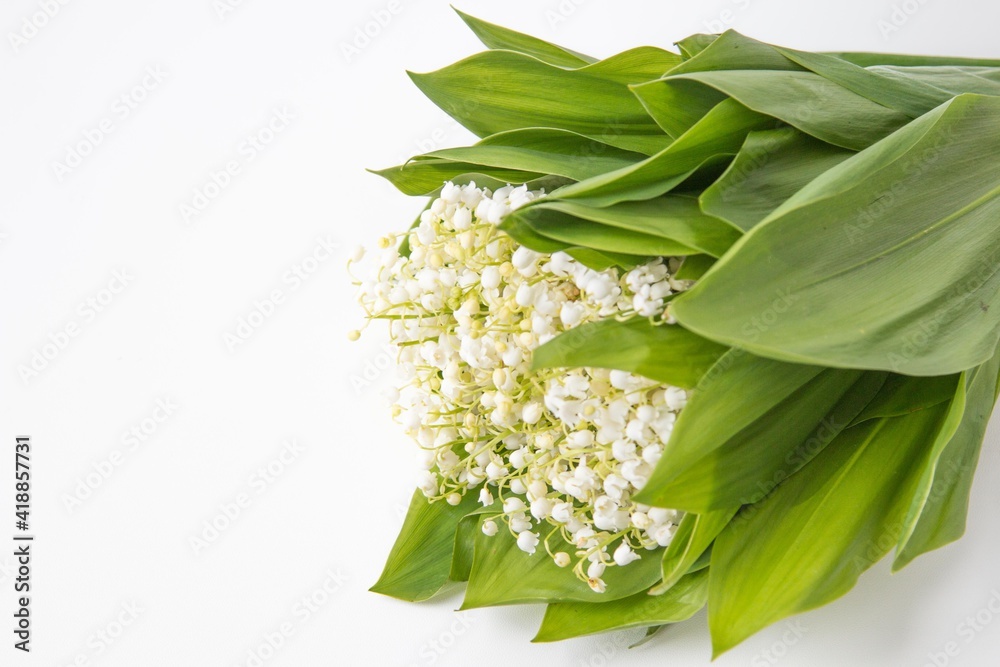 Fototapeta premium May lily spring flowers