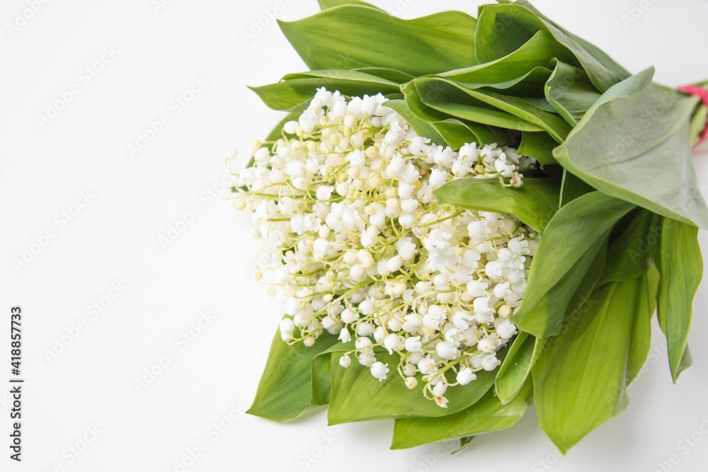 May lily spring flowers May lily spring flowers