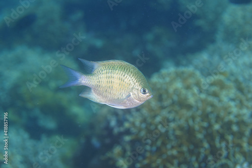 chromis fish in a tropical ocean © 義生 大沢