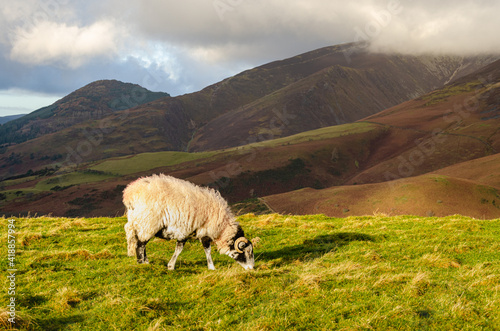 Sheep in the meadow of Lake District