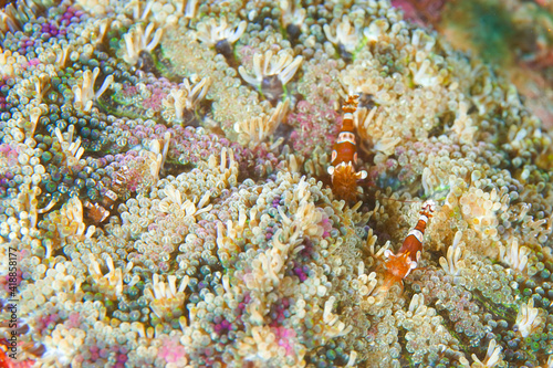three shrimps on an anemone