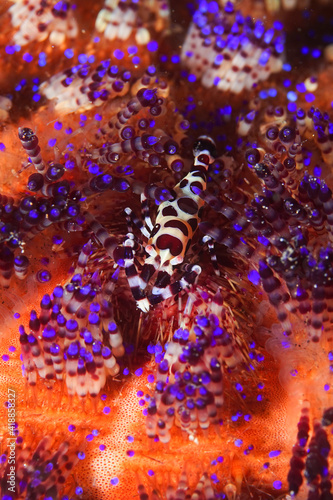 colman's shrimp on a fire sea urchin
