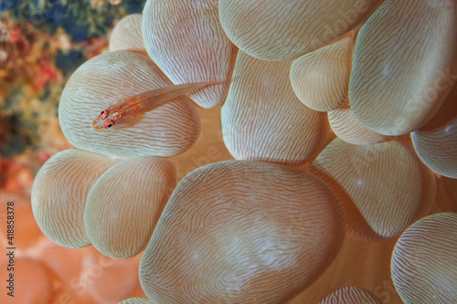a small fish on soft coral