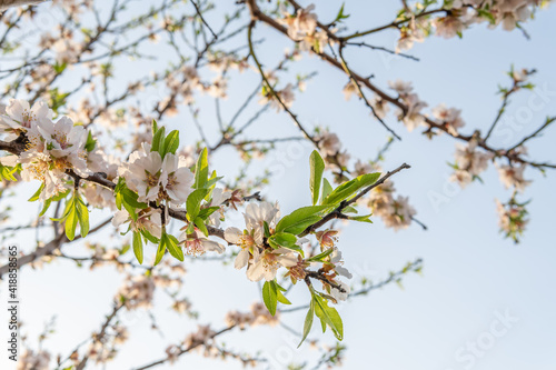 Close-up of almond blossoms (Prunus dulcis) on a sunny day