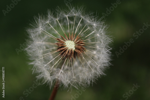 Pusteblume