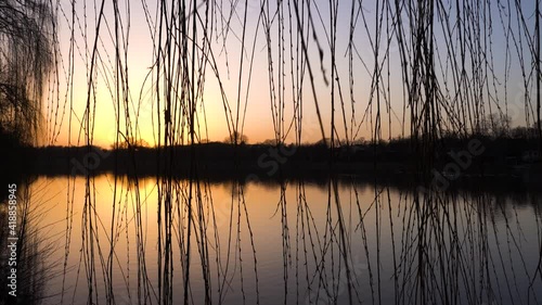 Thin branches hanging over calm beautiful lake at sunset