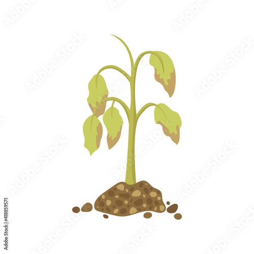 Dying plant in the ground isolated on white background. Dry plant. Vector illustration