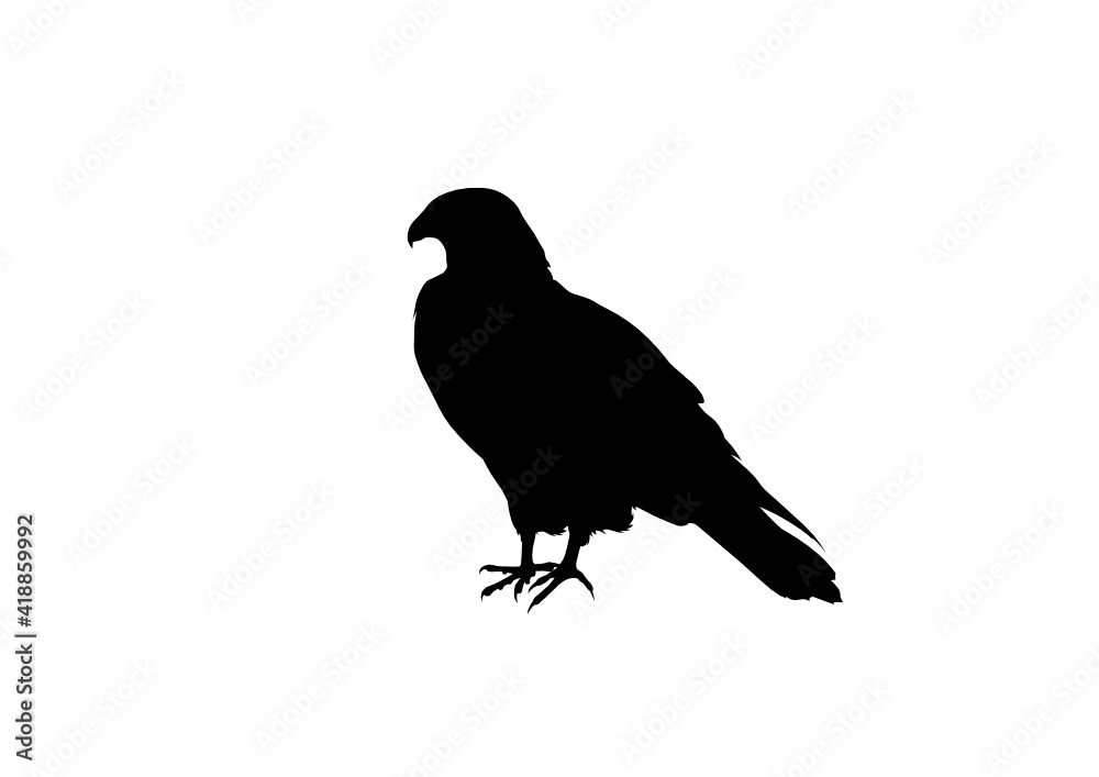 Obraz premium Silhouette Falco