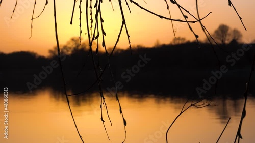Branches hanging over beautiful calm lake at sunset close up