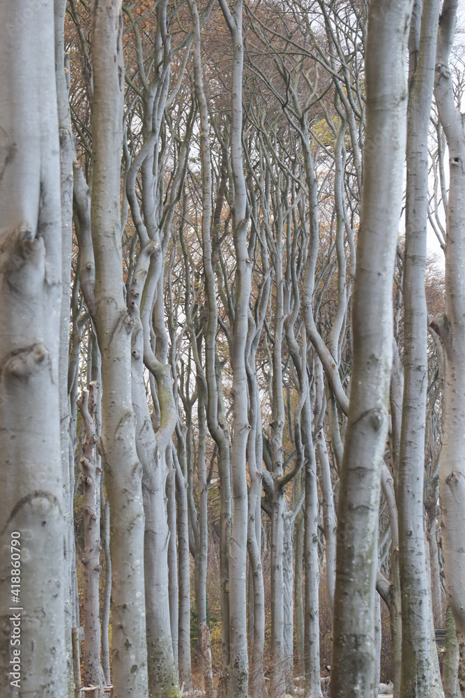 Obraz premium Buchenwald