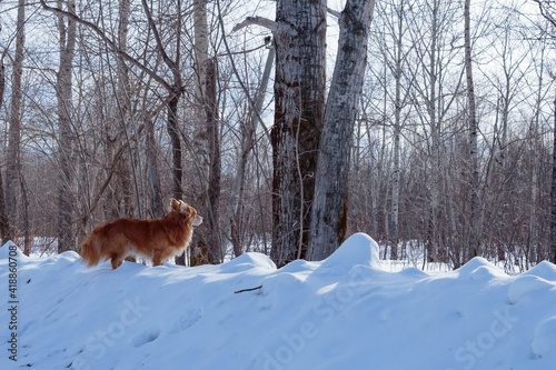 The dog on the background of the forest.