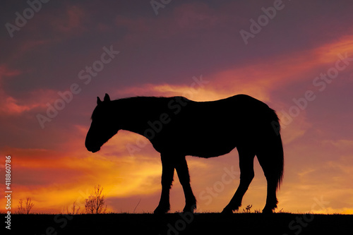 horse silhouette and sunset in the meadow © Ismael