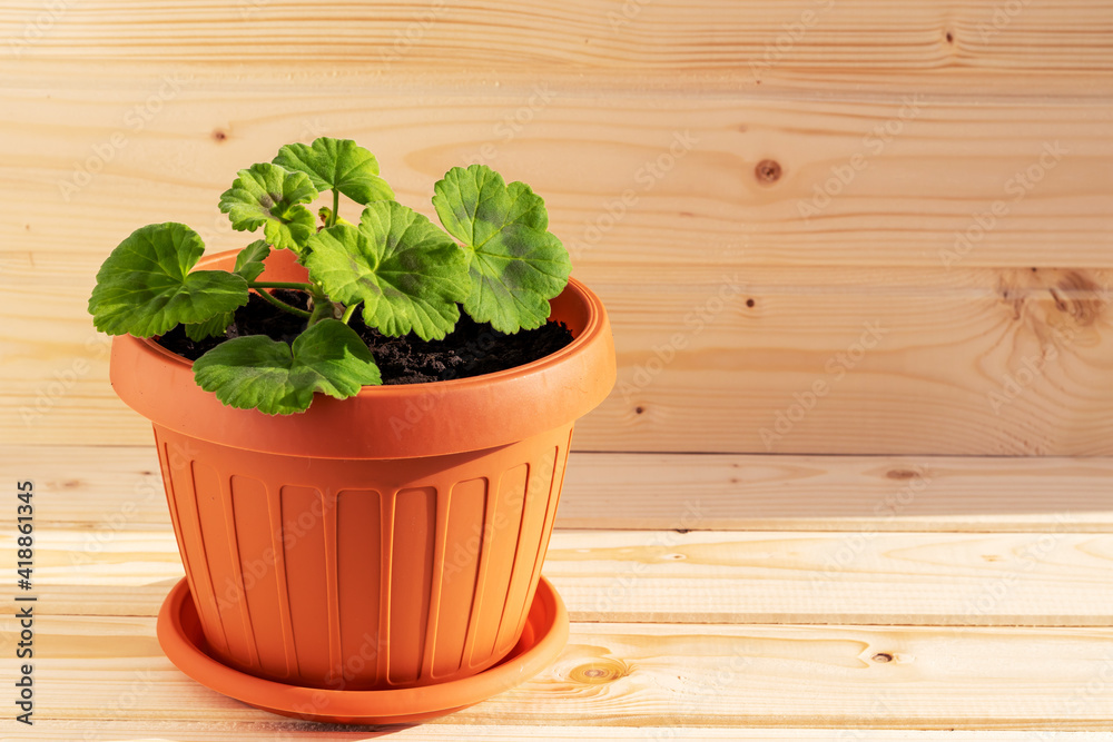 Dwarf geranium recently planted in pots, photographed on a sunny day, on a wooden background Dwarf geranium recently planted in pots, photographed on a sunny day, on a wooden background