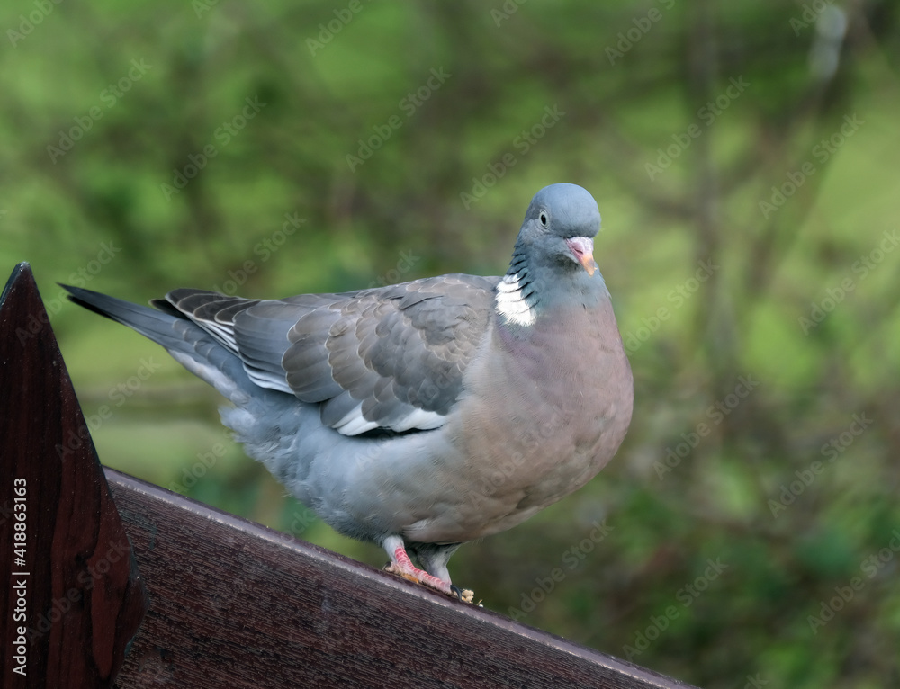 The common wood pigeon is a large species in the dove and pigeon family. It belongs to the genus Columba and, like all pigeons and doves, belongs to the family Columbidae The common wood pigeon is a large species in the dove and pigeon family. It belongs to the genus Columba and, like all pigeons and doves, belongs to the family Columbidae