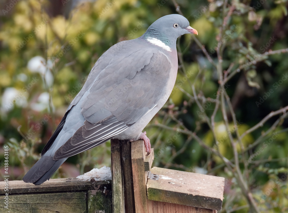 The common wood pigeon is a large species in the dove and pigeon family. It belongs to the genus Columba and, like all pigeons and doves, belongs to the family Columbidae The common wood pigeon is a large species in the dove and pigeon family. It belongs to the genus Columba and, like all pigeons and doves, belongs to the family Columbidae