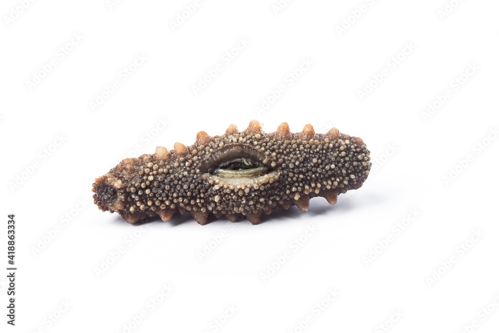 Sea cucumber is isolated on white background. Sea cucumber is isolated on white background.