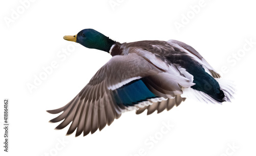 green head mallard duck drake on white in flight