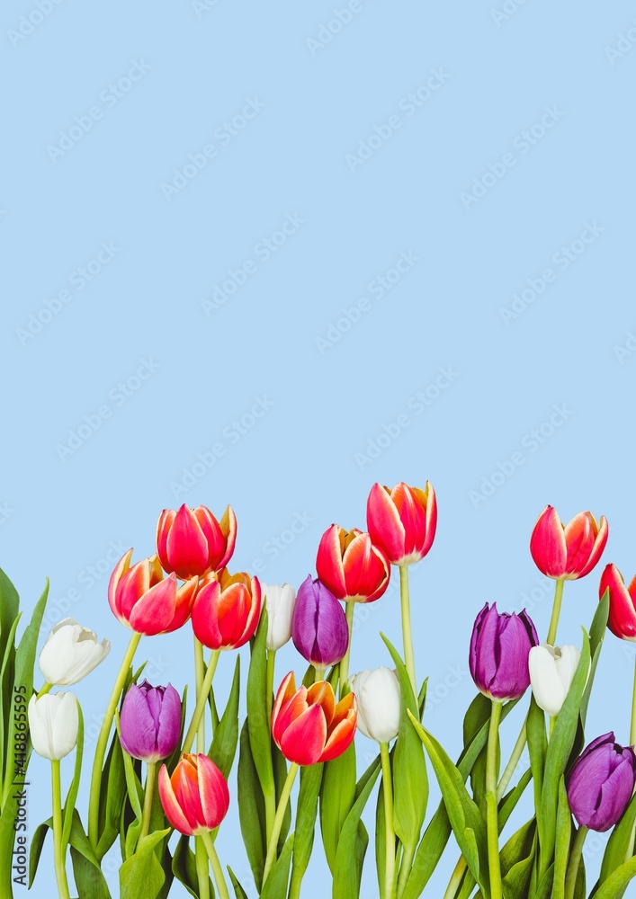 Illustration of tulips and copy space on blue background Illustration of tulips and copy space on blue background