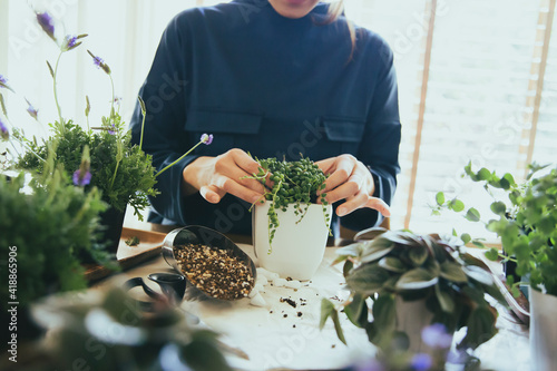 Fotografie 観葉植物の植え替えする風景