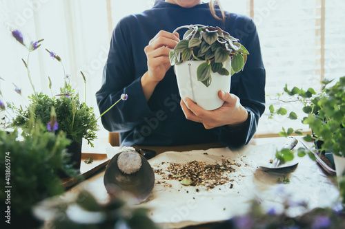 Tableau sur toile 観葉植物の植え替えする風景