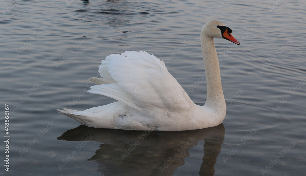 Fototapeta premium A white swan on the water closeup