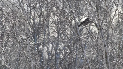 Wallpaper Mural Gray crow sits on top of a birch branch. The crow flies away Torontodigital.ca