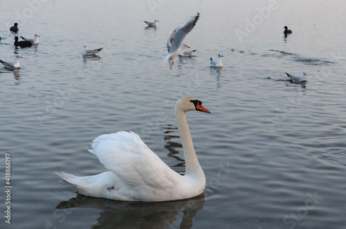 A white swan and a flock of white gulls on the lake closeup 