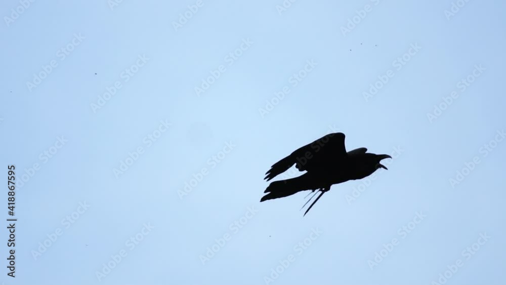 black raven spreading its wings flies in the sky black raven spreading its wings flies in the sky